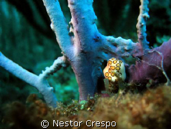 Flamingo Tongue @ Gorgonia in Mayaguez Puerto Rico, The s... by Nestor Crespo 